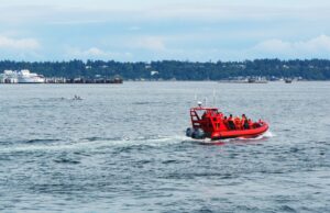 Whale watching tour